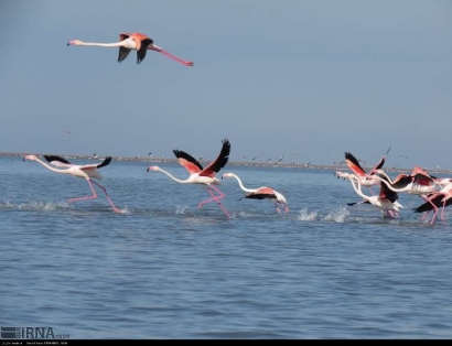 تصاویری از  پرندگان مهاجر جزیره آشوراده/ زیبایی حضور پرندگان در تنها جزیره ایرانی دریای خزر
