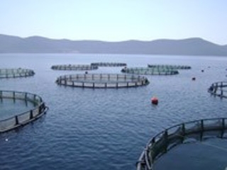 محیط زیست درصدور مجوز پرورش ماهی درقفس شتاب کند