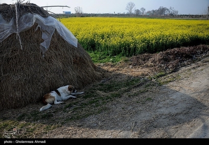 ۵ هزار کیلومتر جاده بین مزارع استان گلستان ایجاد می‌شود