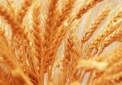 خرید یک میلیون و ۳۷ هزار تن گندم در گلستان/ کشاورزان دسترنج خود را به سودجویان نفروشند