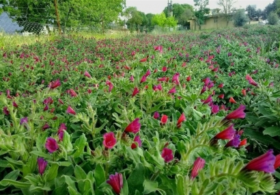  کشت۳ هزار هکتار گیاه دارویی در استان گلستان