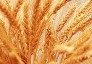 رانت شدید در بخش گندم گلستان/ محکومیت ۴۸۶ میلیارد ریالی برخی کارخانجات گندم در گلستان