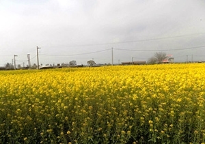 قرارداد کشت کلزا در گلستان از مرز ۱۰۰ هزار هکتار گذشت
