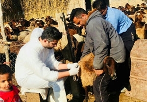 اجرای طرح واکسیناسیون رایگان دامی در گلستان