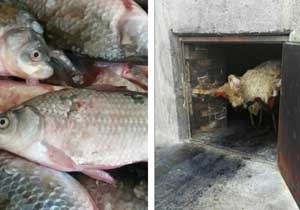 ۳۰۵ کیلو گرم گوشت قرمز و سفید فاسد در گنبدکاووس کشف شد