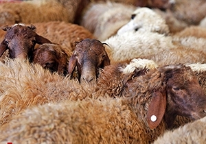 ۴۰۰ راس گوسفند زنده از قزاقستان به گلستان وارد شد 