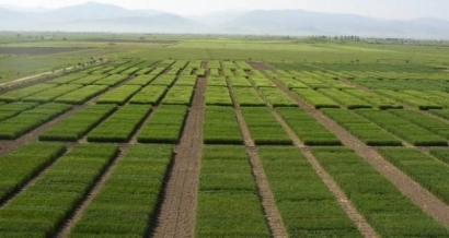 ۳۰ درصد اشتغال استان گلستان مربوط به بخش کشاورزی است