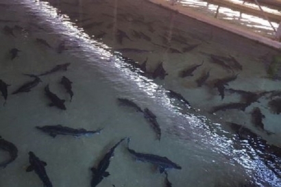 تولید یک میلیون و ۳۰۰ هزار لارو ماهی خاویاری در گلستان