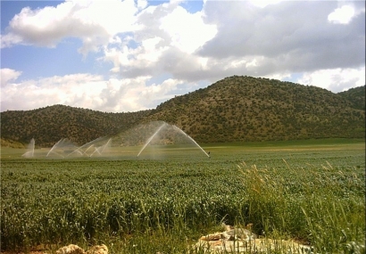 اجرای سیستم‌های نوین آبیاری در ۶۰۰۰۰ هکتار از اراضی کشاورزی گلستان؛ وضعیت کشت برنج فاجعه‌بار است
