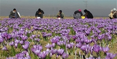 اشتغال فصلی 60 هزار نفر با کشت زعفران در آزادشهر