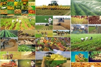 رونق کشاورزی باحضور درآنسوی مرزها/رایزنی‌ سیاسی اقتصادی کافی نیست