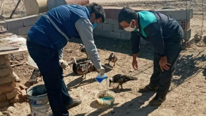آغاز مرحله دوم طرح ملی واکسیناسیون طیور بومی گلستان