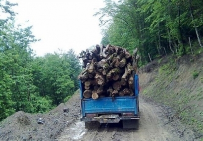 سوداگران چوب‌ به جان جنگل‌های گلستان افتادند/نظارت‌ها و برخوردها با قاچاقچیان تشدید می‌شود