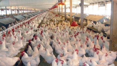 کشف احتکار ۷۰ هزار قطعه ای مرغ درگلستان