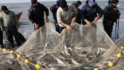 صید ۱۱۱ تن ماهی در سواحل گلستان/ افزایش صید ماهی سفید