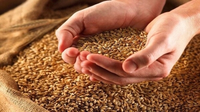 خرید نزدیک به چهار هزار تُن گندم خودمصرفی از کشاورزان