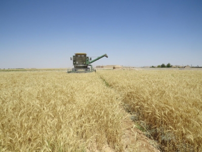 حدود ۶۵۰ هزار تن گندم امسال در گلستان خریداری می‌شود