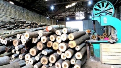 نظارت دادگستری گلستان بر خرید چوب در کارخانه‌های استان