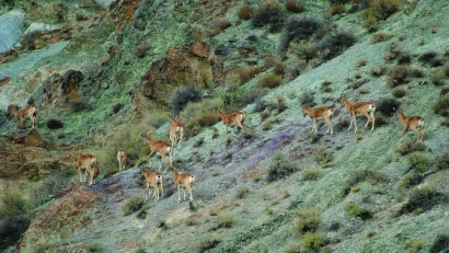 فصل زایش حیوانات و تخمگذاری پرندگان در پارک ملی گلستان آغاز شد