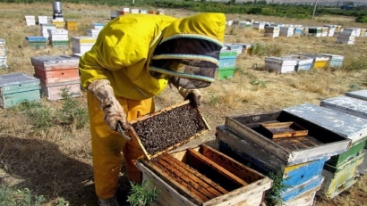 زنبورداران گلستان در زمان سم پاشی مزارع و باغات دقت کنند