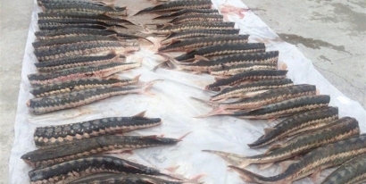 کشف ماهی خاویاری قاچاق در بندرترکمن