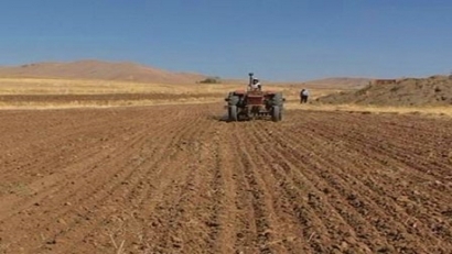 قرارداد ۴۷ هزار هکتاری کشت کلزا توسط کشاورزان در گلستان