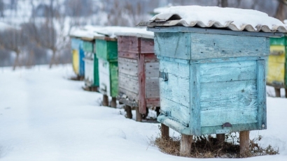 توصیه‌های دامپزشکی به زنبورداران برای پیشگیری از خسارت سرما
