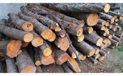 کشف ۸ تن چوب جنگلی قاچاق در گنبدکاووس