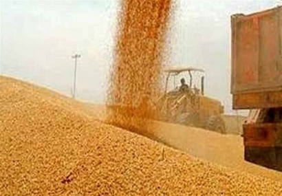 طلب 167 میلیاردتومانی گندمکاران گلستانی/وعده جدید دولت برای تسویه پول گندم