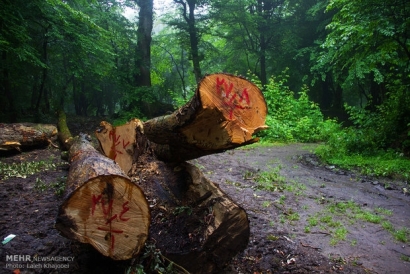 هشدار منابع طبیعی گلستان؛ آتش‌سوزی و قاچاق چوب نفس جنگل‌ها را گرفت