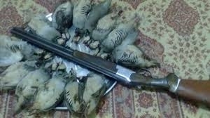 خسارت 252 میلیارد تومانی سرمای اخیر به کشاورزی گلستان/ 70 درصد درآمد استان به کشاورزی وابسته است