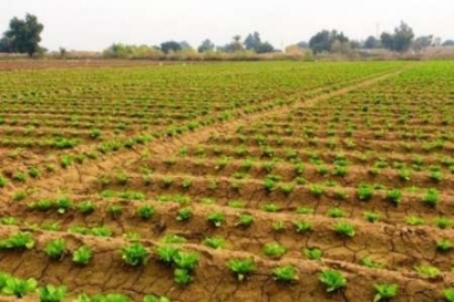 ضرورت کشت محصولات کم آب طلب در گلستان/هدایت زراعت به آب سبز