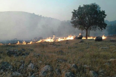 سهل‌انگاری باز هم آتش به جان جنگل‌های گلستان انداخت/ 5 هکتار از منابع طبیعی استان طعمه حریق شد