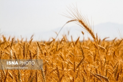 مصائب گندم‌کاران گلستان از کاشت تا داشت