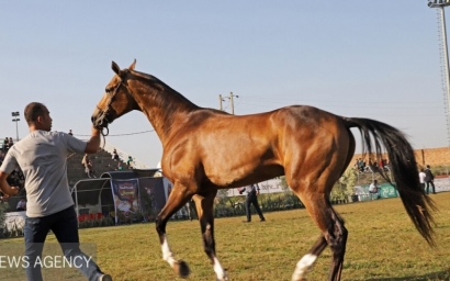 جشنواره ملی زیبایی اسب اصیل ترکمن