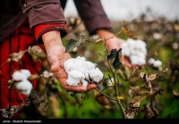 تیر خلاص مافیای واردات به تولید داخل/ ارز ترجیحی تولید پنبه و نساجی را به خاک سیاه نشاند!